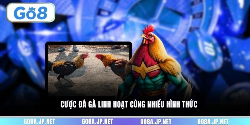 Cược đá gà linh hoạt cùng nhiều hình thức