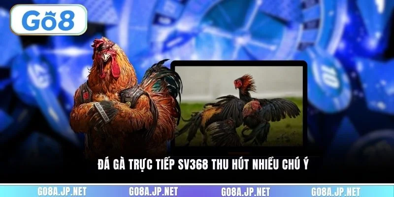 Đá gà trực tiếp SV368 thu hút nhiều chú ý